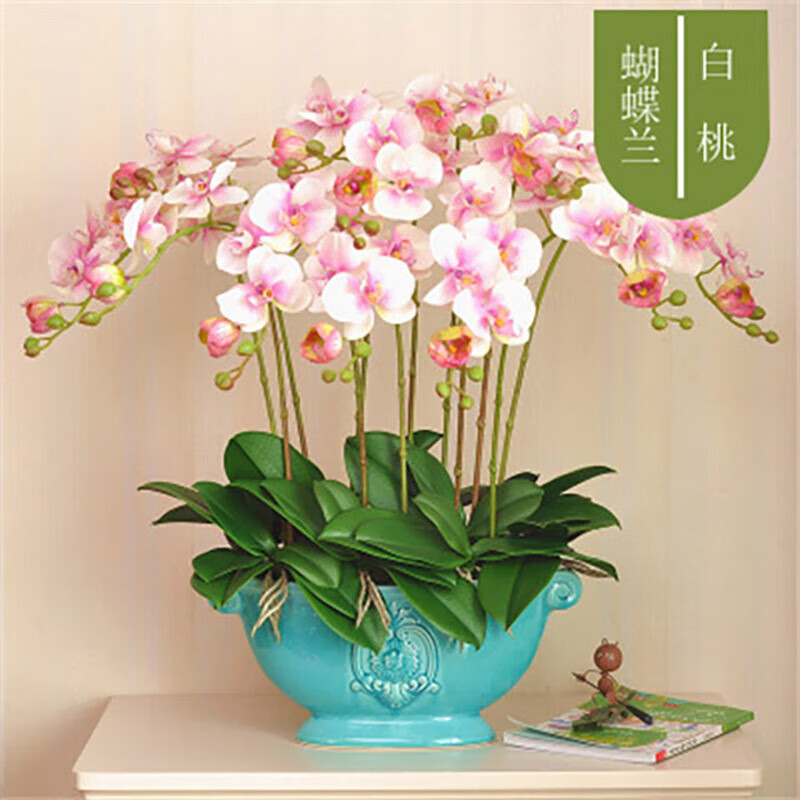 以綠蘋果之姿，獻禮師恩 泰西絲蝴蝶蘭，一份小眾而名貴的匠心之選
