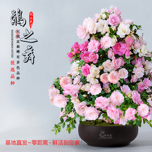 皋月杜鵑 饋贈之佳選，禮遇中的芬芳藝術