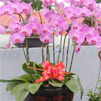 青州萬佳花卉 禮贈(zèng)自然之美，花卉傳遞溫情